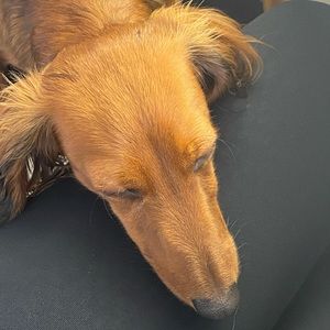 Meet your Posher, Diana